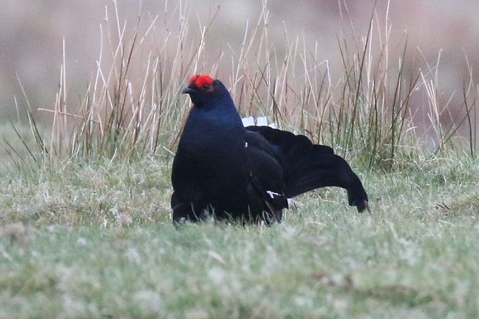 Black Grouse