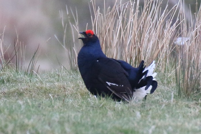 Black Grouse
