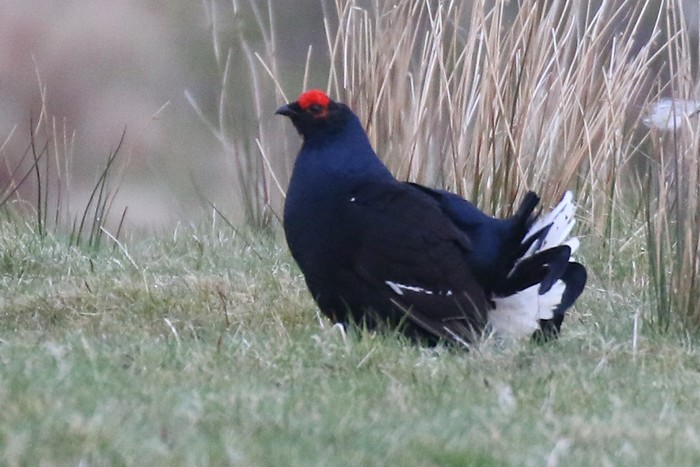 Black Grouse