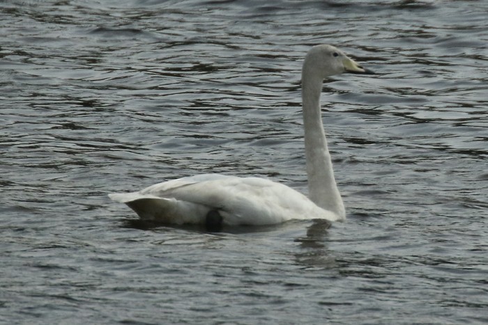 Whooper Swan
