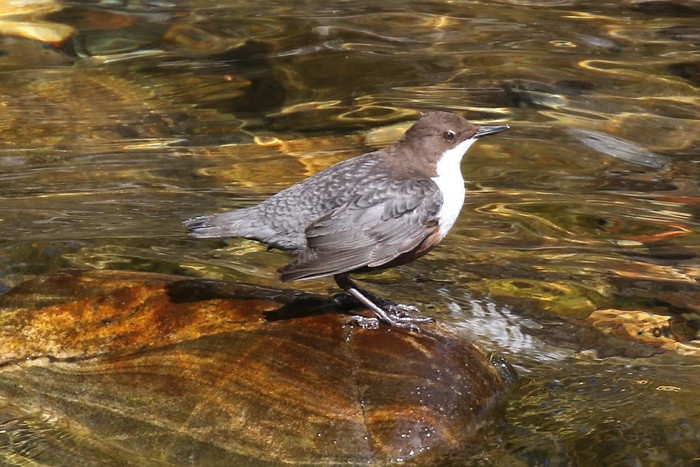 Dipper