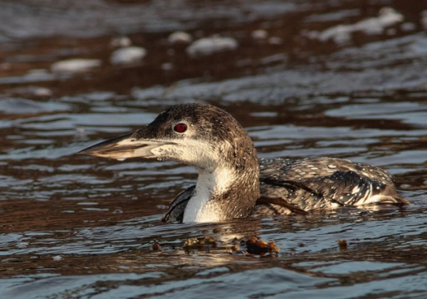 Great Northern Diver