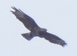 Buzzard