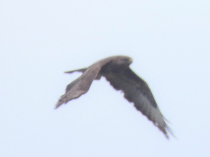 Buzzard