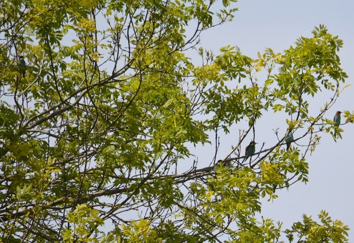 Bee-eater