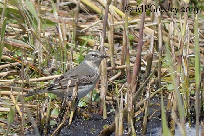 Water Pipit