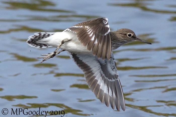 Common Sandpiper