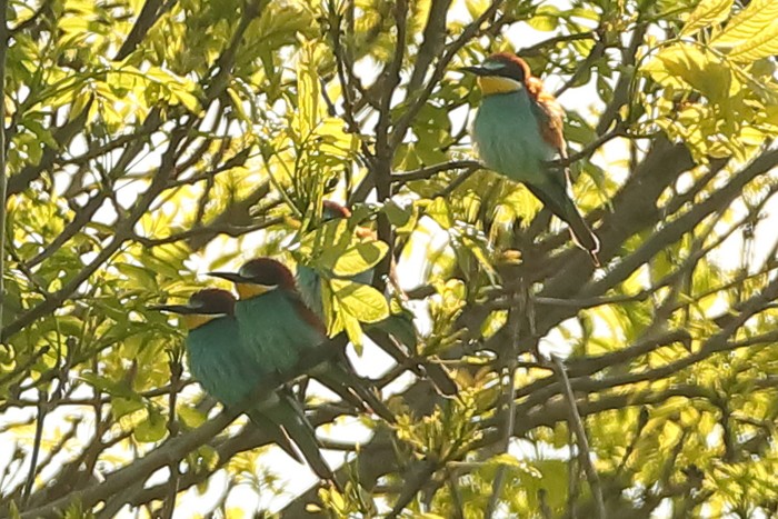 Bee-eater
