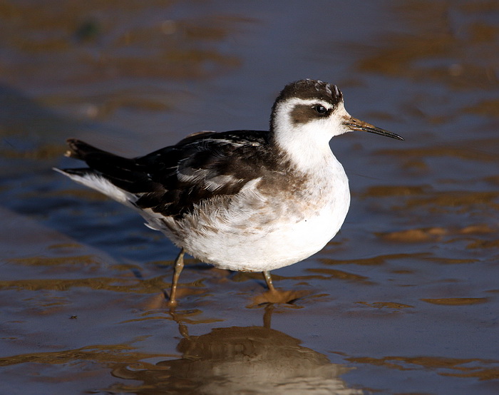 Red-necked Phalarope
