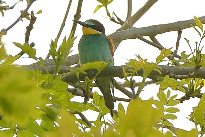 Bee-eater