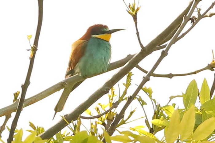 Bee-eater