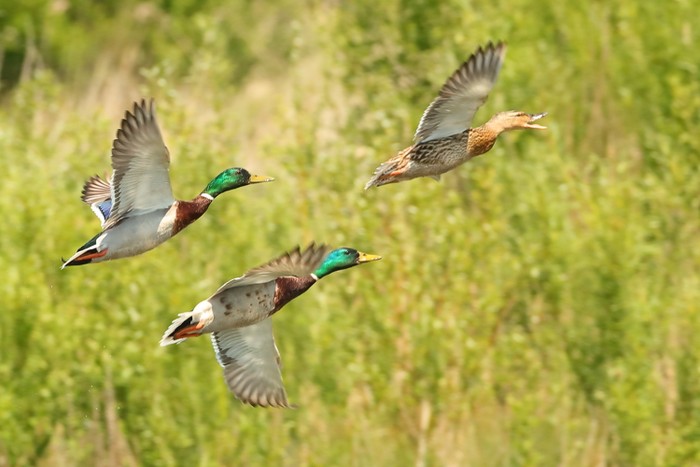Mallard