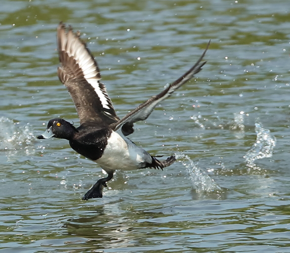 Tufted Duck