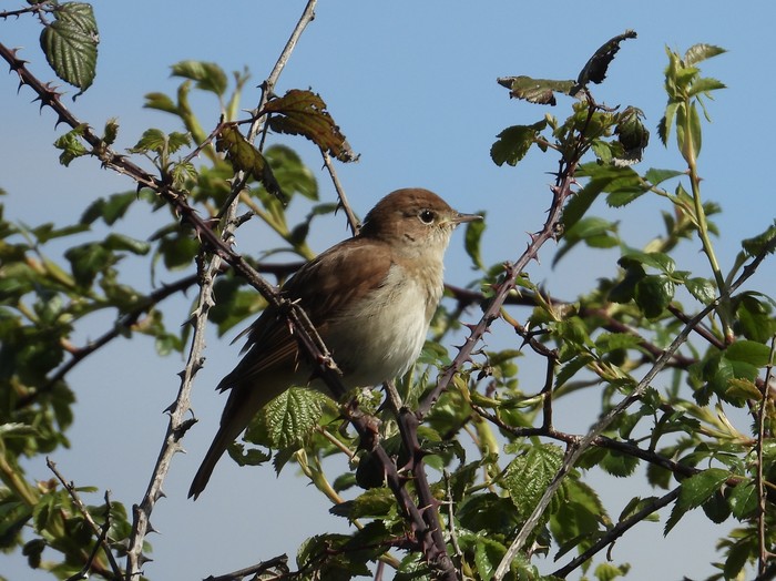 Nightingale