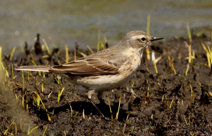 Water Pipit
