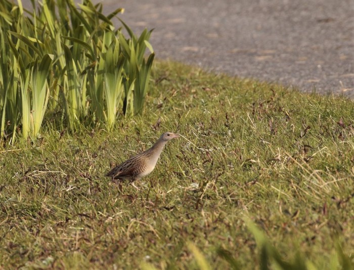 Corncrake