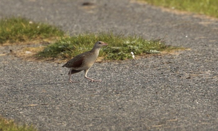 Corncrake