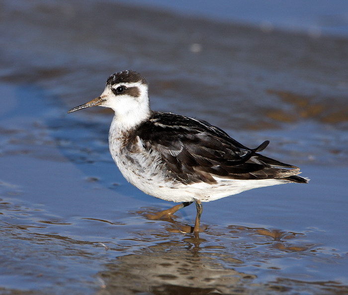 Red-necked Phalarope
