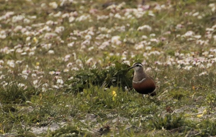 Dotterel