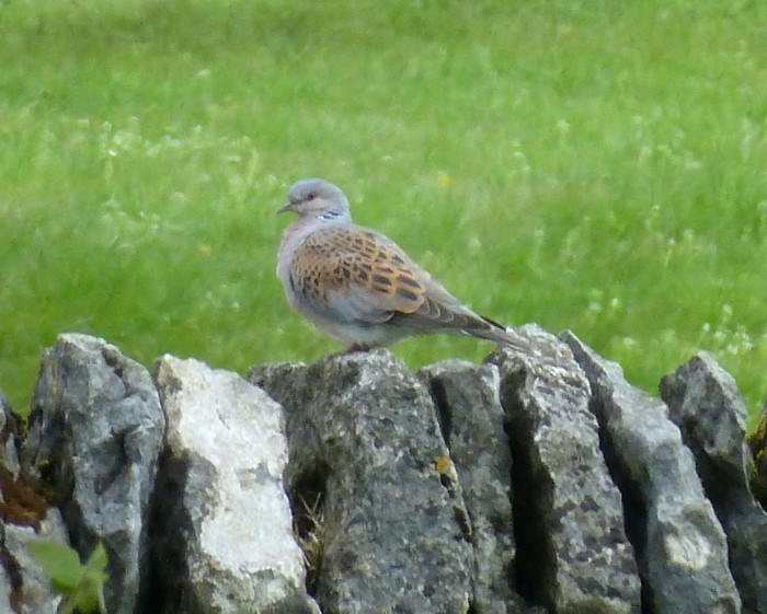 Turtle Dove