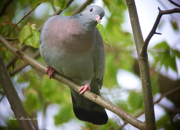 Stock Dove