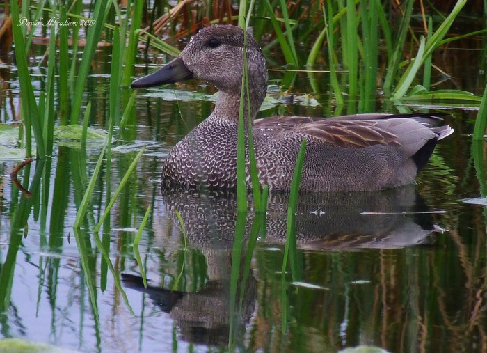 Gadwall