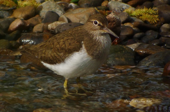 Common Sandpiper