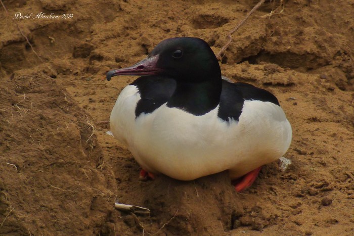 Goosander