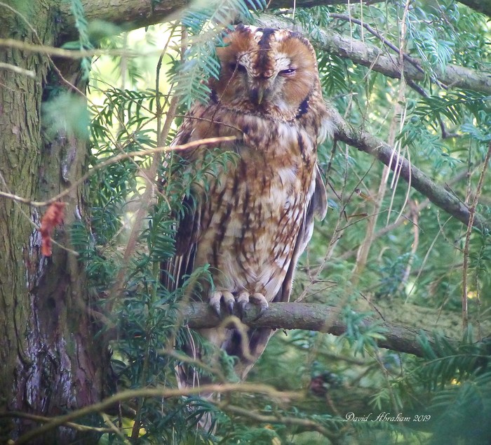 Tawny Owl