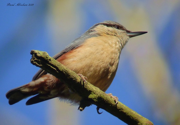 Nuthatch