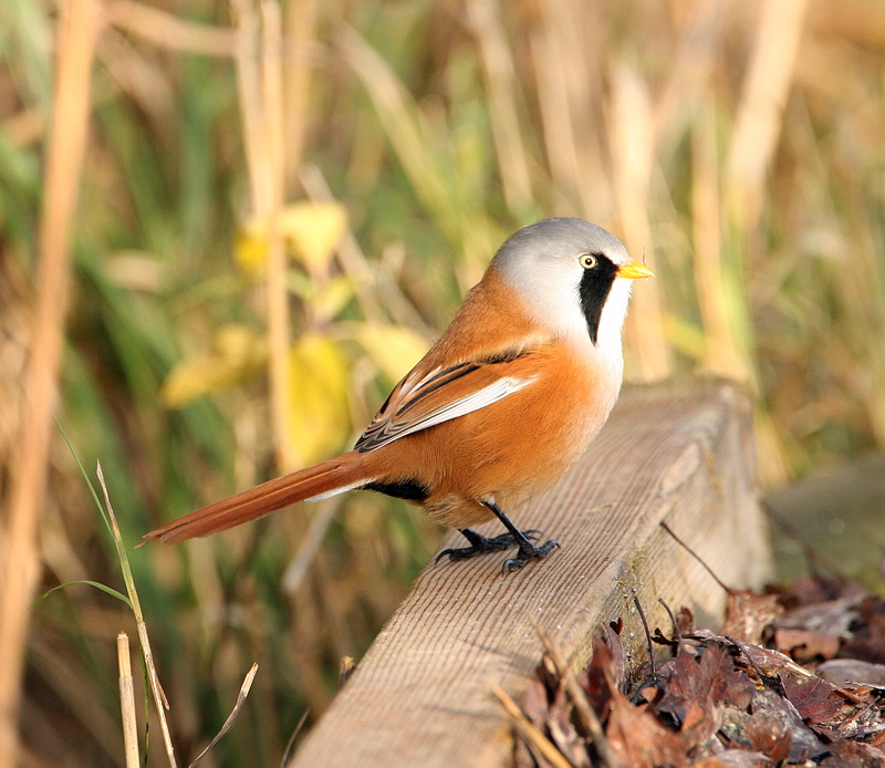 Bearded Tit