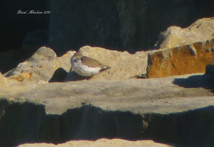Spotted Sandpiper