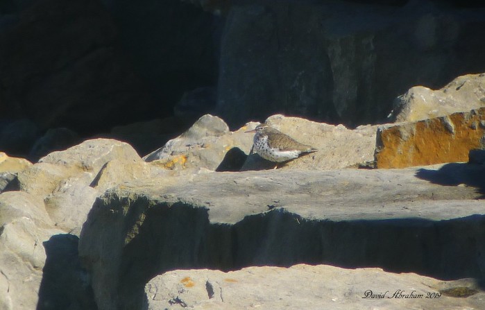 Spotted Sandpiper