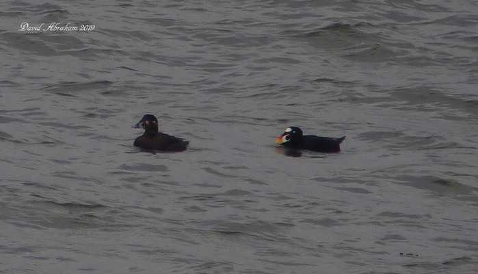 Surf Scoter