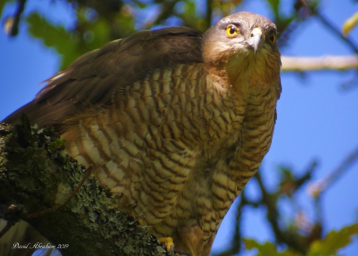 Sparrowhawk