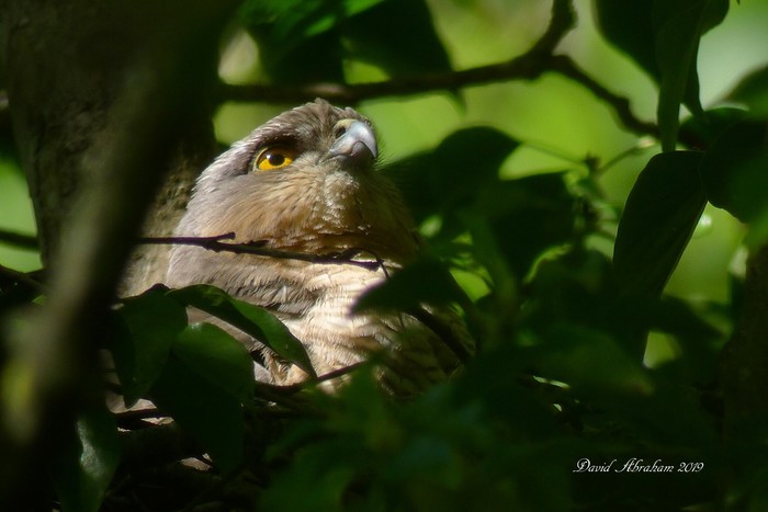 Sparrowhawk