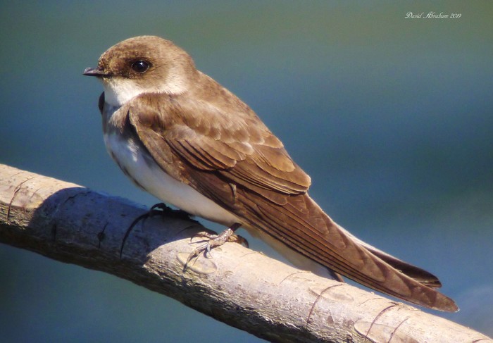 Sand Martin