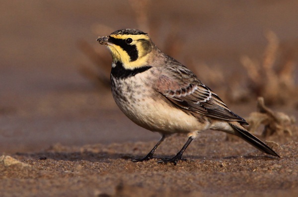 Shorelark