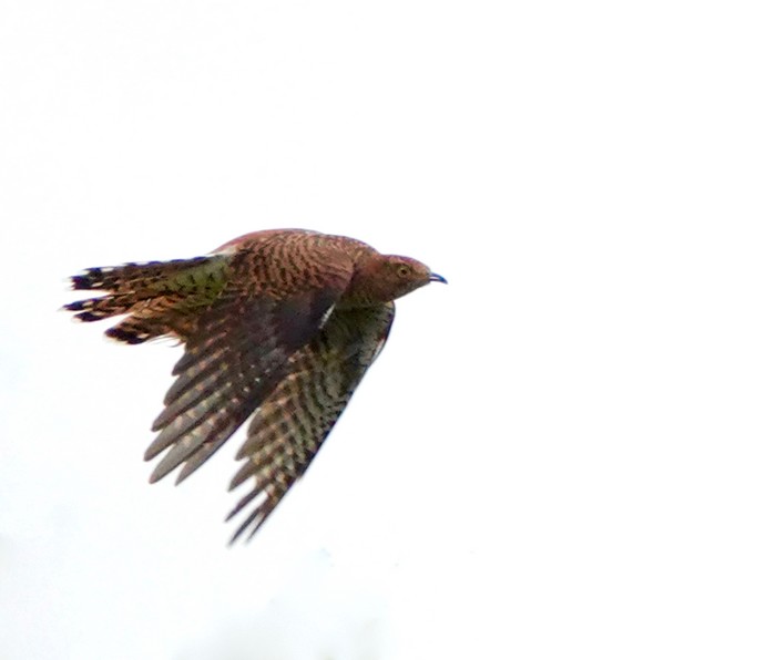 Cuckoo