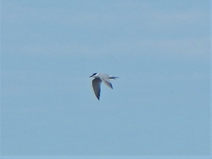 Gull-billed Tern