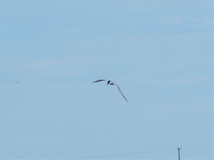 Gull-billed Tern