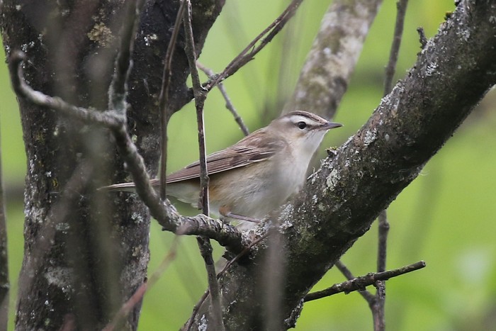 Sedge Warbler