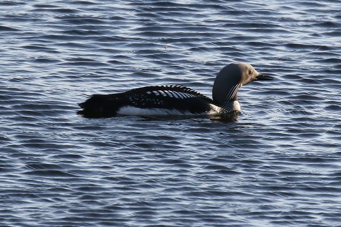 Black-throated Diver