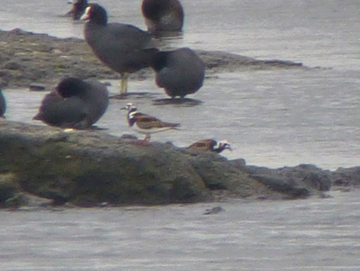 Turnstone