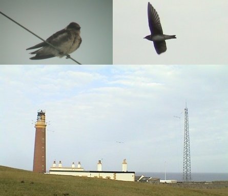 Purple Martin