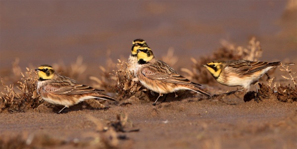 Shorelark