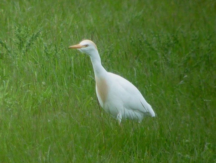 Cattle Egret