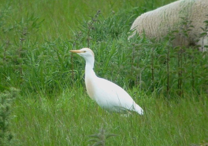 Cattle Egret