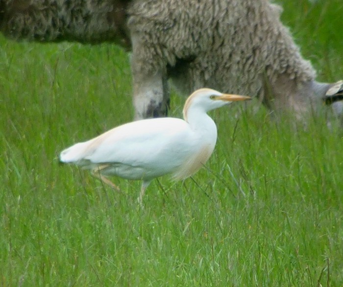 Cattle Egret