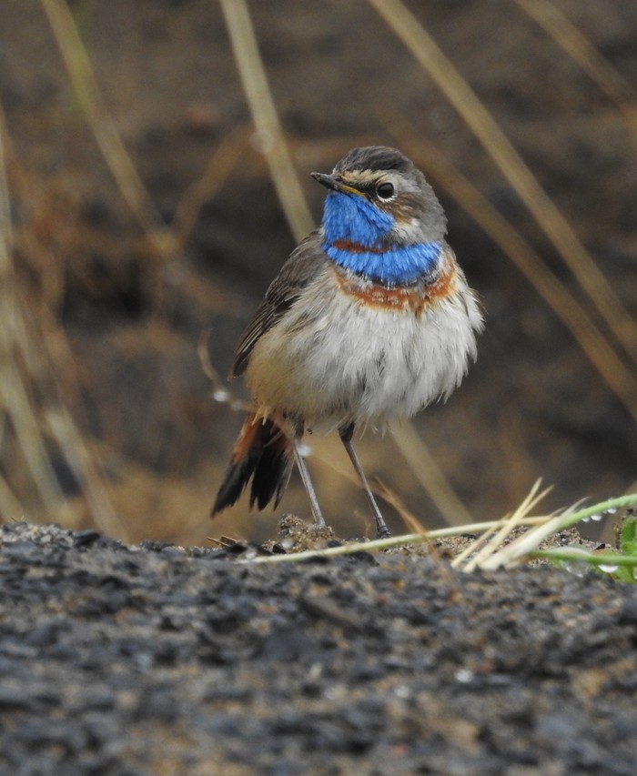 Bluethroat